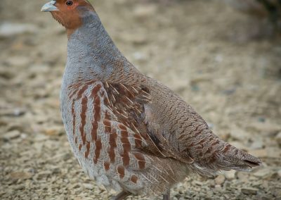 &Pi;έ&rho;&delta;&iota;&kappa;&epsilon;&sigmaf; &Pi;&epsilon;&delta;&iota;&nu;έ&sigmaf;