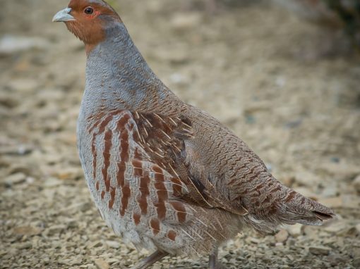 &Pi;έ&rho;&delta;&iota;&kappa;&epsilon;&sigmaf; &Pi;&epsilon;&delta;&iota;&nu;έ&sigmaf;