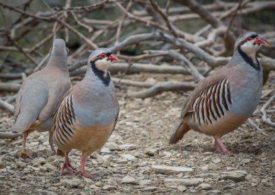 &Pi;έ&rho;&delta;&iota;&kappa;&epsilon;&sigmaf;