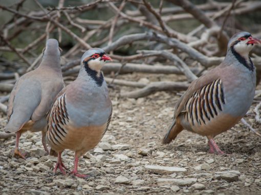 &Pi;έ&rho;&delta;&iota;&kappa;&epsilon;&sigmaf;