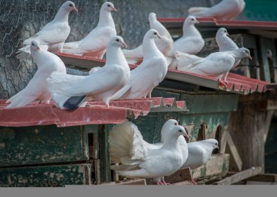 &Pi;&epsilon;&rho;&iota;&sigma;&tau;έ&rho;&iota;&alpha; &Pi;&alpha;&gamma;&omega;&nu;ά&tau;&alpha;
