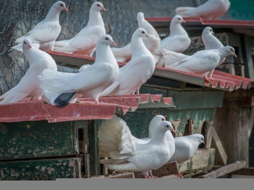 &Pi;&epsilon;&rho;&iota;&sigma;&tau;έ&rho;&iota;&alpha; &Pi;&alpha;&gamma;&omega;&nu;ά&tau;&alpha;