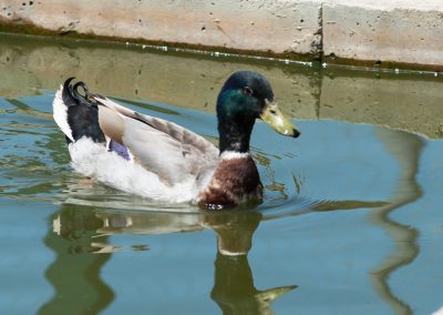 &Pi;&rho;&alpha;&sigma;&iota;&nu;&omicron;&kappa;έ&phi;&alpha;&lambda;&epsilon;&sigmaf; &Pi;ά&pi;&iota;&epsilon;&sigmaf;
