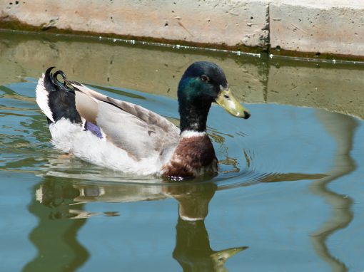 &Pi;&rho;&alpha;&sigma;&iota;&nu;&omicron;&kappa;έ&phi;&alpha;&lambda;&epsilon;&sigmaf; &Pi;ά&pi;&iota;&epsilon;&sigmaf;