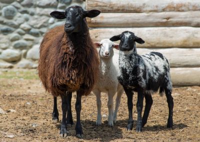 &Pi;&rho;ό&beta;&alpha;&tau;&alpha; &Iota;&sigma;&pi;&alpha;&nu;&iota;&kappa;ά