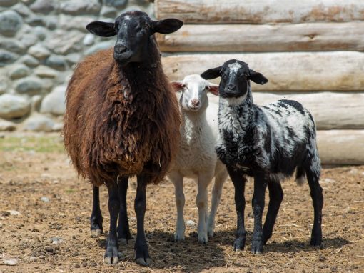&Pi;&rho;ό&beta;&alpha;&tau;&alpha; &Iota;&sigma;&pi;&alpha;&nu;&iota;&kappa;ά