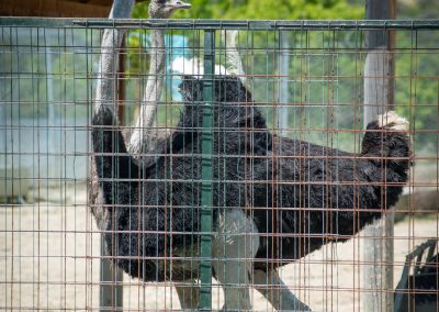 &Sigma;&tau;&rho;&omicron;&upsilon;&theta;&omicron;&kappa;ά&mu;&eta;&lambda;&omicron;&iota;