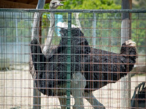 &Sigma;&tau;&rho;&omicron;&upsilon;&theta;&omicron;&kappa;ά&mu;&eta;&lambda;&omicron;&iota;