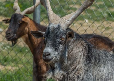 &Tau;&rho;ά&gamma;&omicron;&sigmaf;