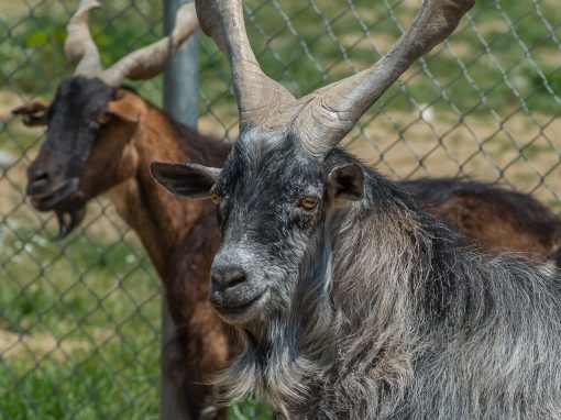 &Tau;&rho;ά&gamma;&omicron;&sigmaf;