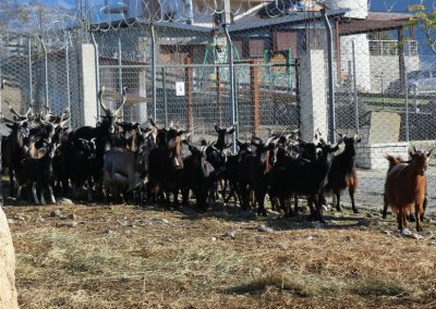 &Alpha;&gamma;&rho;&iota;&omicron;&kappa;ά&tau;&sigma;&iota;&kappa;&alpha; &Epsilon;&lambda;&lambda;&eta;&nu;&iota;&kappa;ά