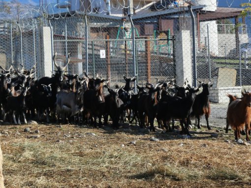 &Alpha;&gamma;&rho;&iota;&omicron;&kappa;ά&tau;&sigma;&iota;&kappa;&alpha; &Epsilon;&lambda;&lambda;&eta;&nu;&iota;&kappa;ά