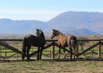 Ά&lambda;&omicron;&gamma;&alpha;
