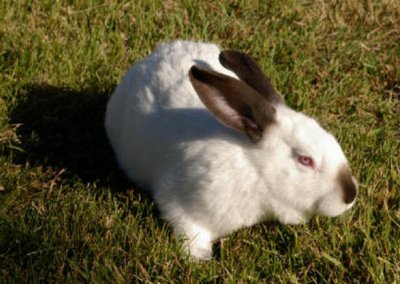 &Kappa;&omicron;&upsilon;&nu;έ&lambda;&iota;&alpha; &Kappa;&alpha;&lambda;&iota;&phi;ό&rho;&nu;&iota;&alpha;&sigmaf;