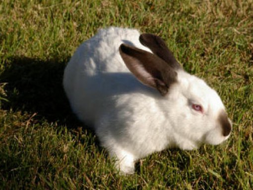 &Kappa;&omicron;&upsilon;&nu;έ&lambda;&iota;&alpha; &Kappa;&alpha;&lambda;&iota;&phi;ό&rho;&nu;&iota;&alpha;&sigmaf;