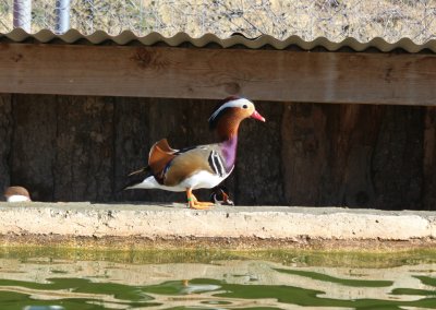 &Pi;ά&pi;&iota;&epsilon;&sigmaf; &Mu;&alpha;&nu;&tau;&alpha;&rho;ί&nu;&epsilon;&sigmaf;-&Kappa;&alpha;&rho;&omicron;&lambda;ί&nu;&epsilon;&sigmaf;