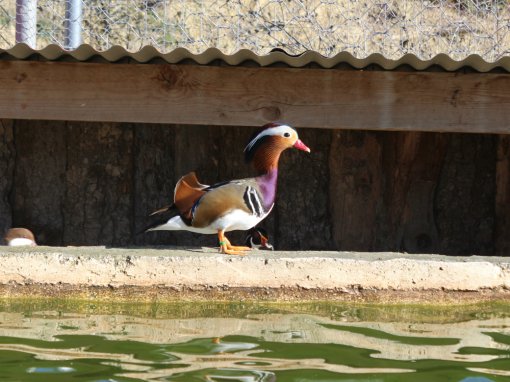 &Pi;ά&pi;&iota;&epsilon;&sigmaf; &Mu;&alpha;&nu;&tau;&alpha;&rho;ί&nu;&epsilon;&sigmaf;-&Kappa;&alpha;&rho;&omicron;&lambda;ί&nu;&epsilon;&sigmaf;