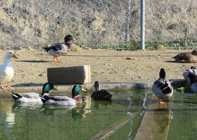 &Pi;ά&pi;&iota;&epsilon;&sigmaf;