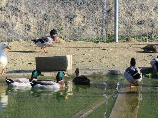 &Pi;ά&pi;&iota;&epsilon;&sigmaf;